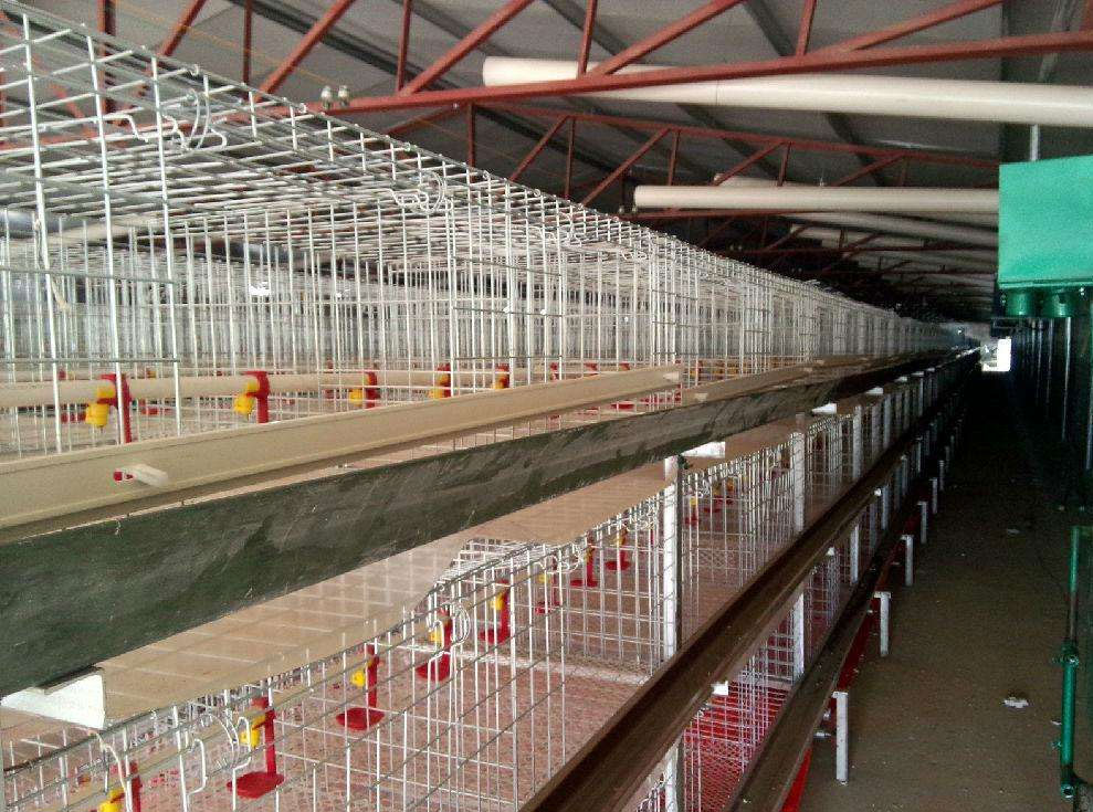 家禽養(yǎng)殖籠具